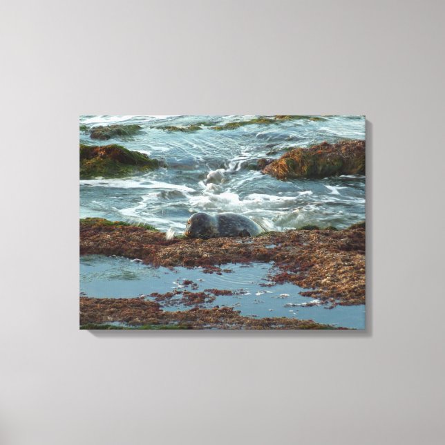 Sunset Lit Harbor Seal I i San Diego Canvastryck (Framsida)