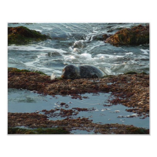 Sunset Lit Harbor Seal I i San Diego Fototryck (Framsidan)