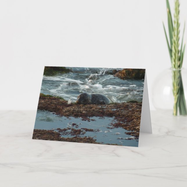 Sunset Lit Harbor Seal I i San Diego Kort (Framsida)