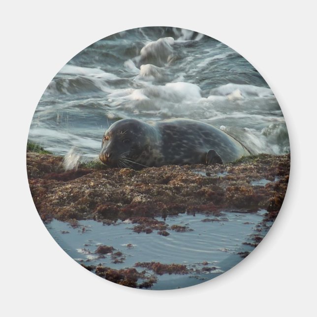 Sunset Lit Harbor Seal I i San Diego Magnet (Framsidan)