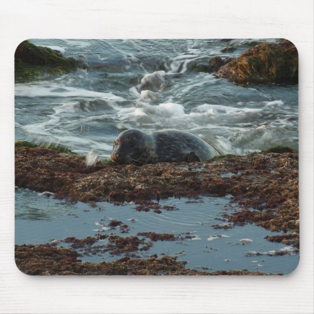 Sunset Lit Harbor Seal I i San Diego Musmatta (Framsidan)