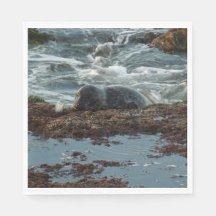 Sunset Lit Harbor Seal I i San Diego Pappersservett