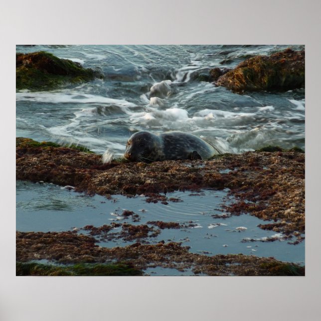 Sunset Lit Harbor Seal I i San Diego Poster (Framsidan)