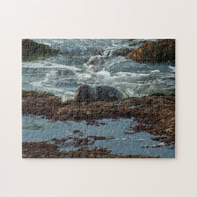 Sunset Lit Harbor Seal I i San Diego Pussel (Horisontell)