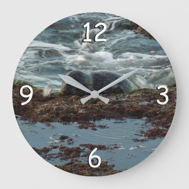 Sunset Lit Harbor Seal I i San Diego Stor Klocka (Framsida)