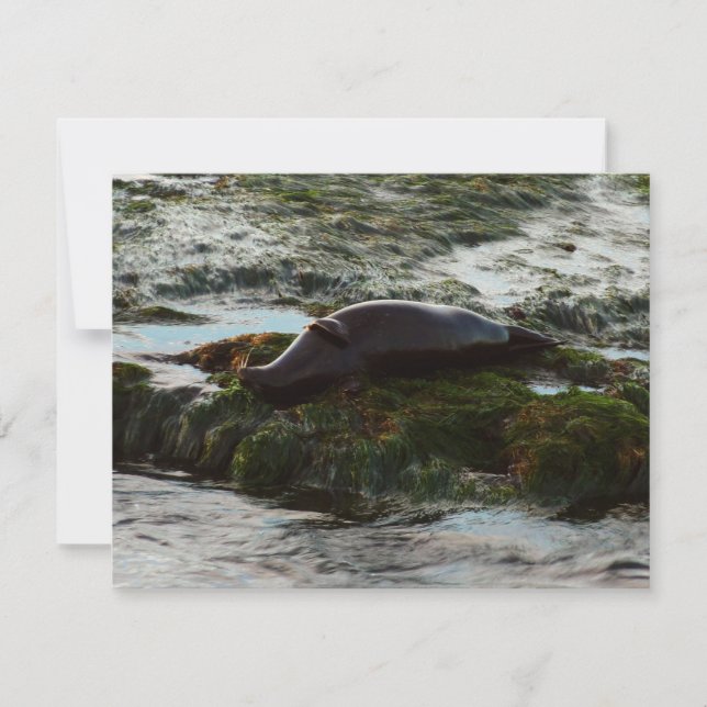 Sunset Lit Harbor Seal II i San Diego (Framsida)