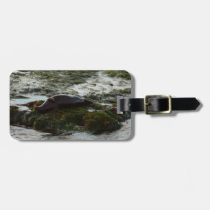 Sunset Lit Harbor Seal II i San Diego Bagagebricka