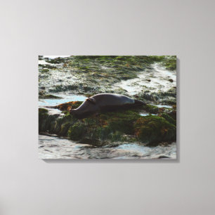 Sunset Lit Harbor Seal II i San Diego Canvastryck