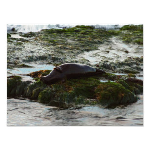 Sunset Lit Harbor Seal II i San Diego Fototryck