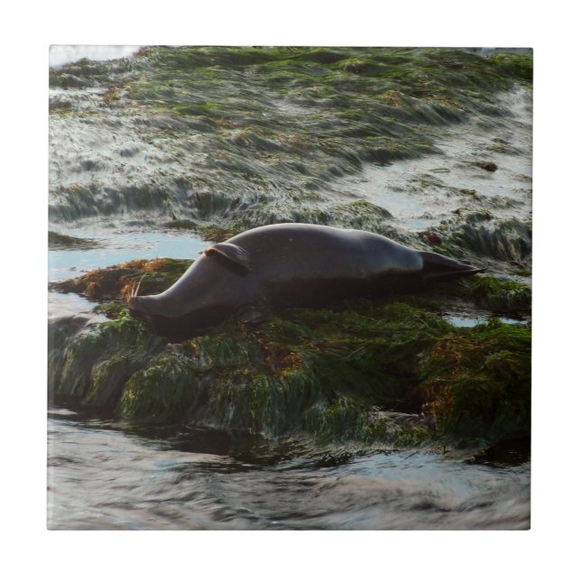 Sunset Lit Harbor Seal II i San Diego Kakelplatta (Framsidan)