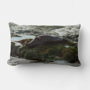 Sunset Lit Harbor Seal II i San Diego Lumbarkudde
