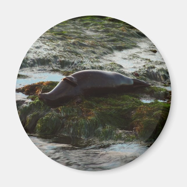 Sunset Lit Harbor Seal II i San Diego Magnet (Framsidan)