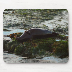 Sunset Lit Harbor Seal II i San Diego Musmatta