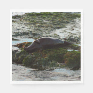 Sunset Lit Harbor Seal II i San Diego Pappersservett