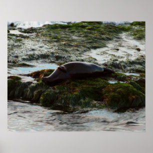 Sunset Lit Harbor Seal II i San Diego Poster