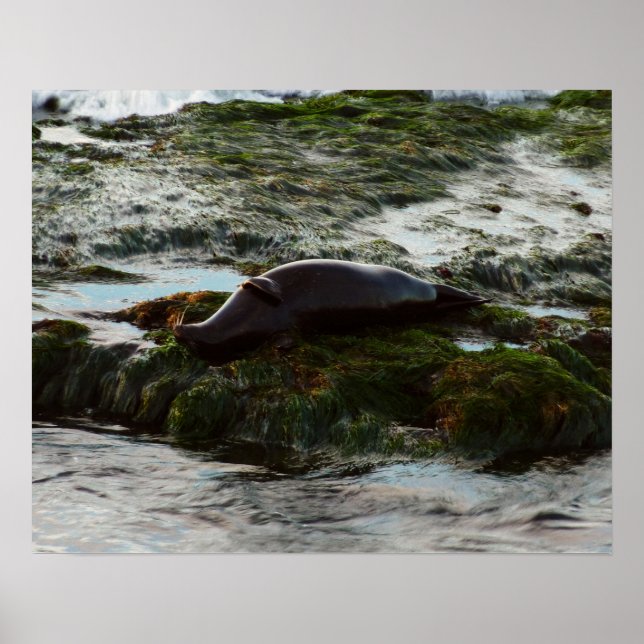 Sunset Lit Harbor Seal II i San Diego Poster (Framsidan)