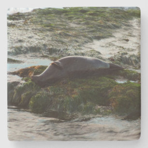 Sunset Lit Harbor Seal II i San Diego Stenunderlägg