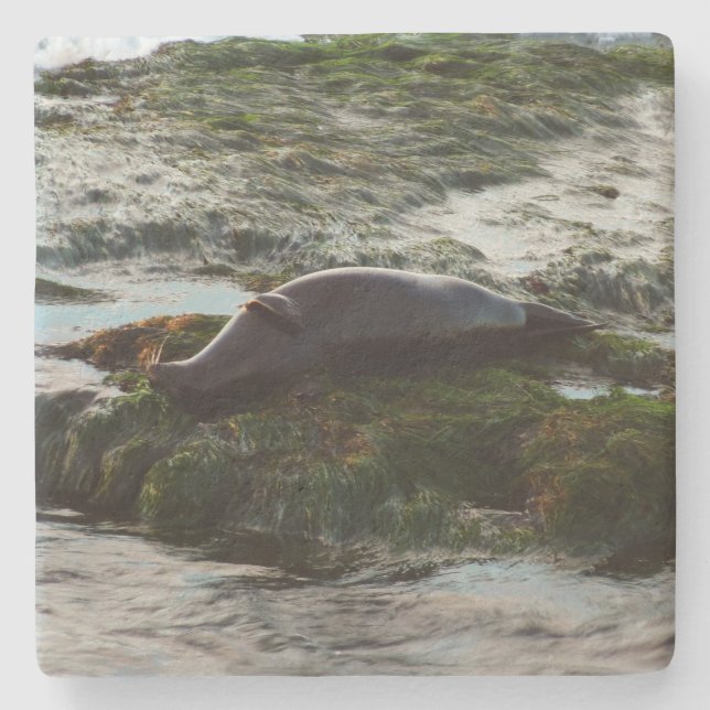 Sunset Lit Harbor Seal II i San Diego Stenunderlägg (Framsidan)