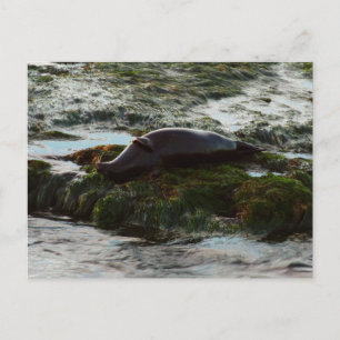 Sunset Lit Harbor Seal II i San Diego Vykort