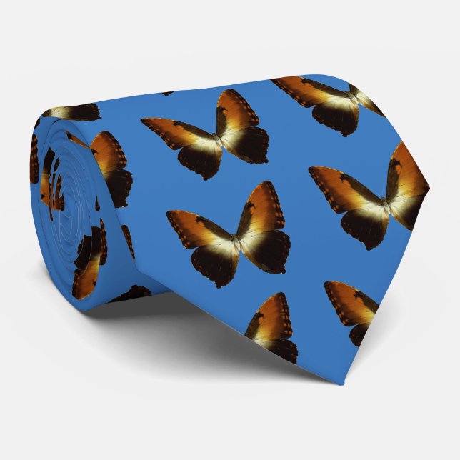 Sunset Morpho (Morpho hecuba) Slips (Rullad)