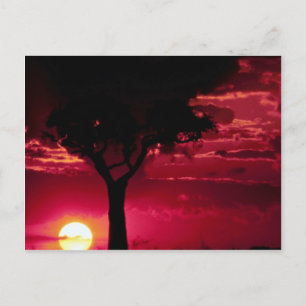 Sunset och Balanites Träd i Masai Mara Game Reser Vykort