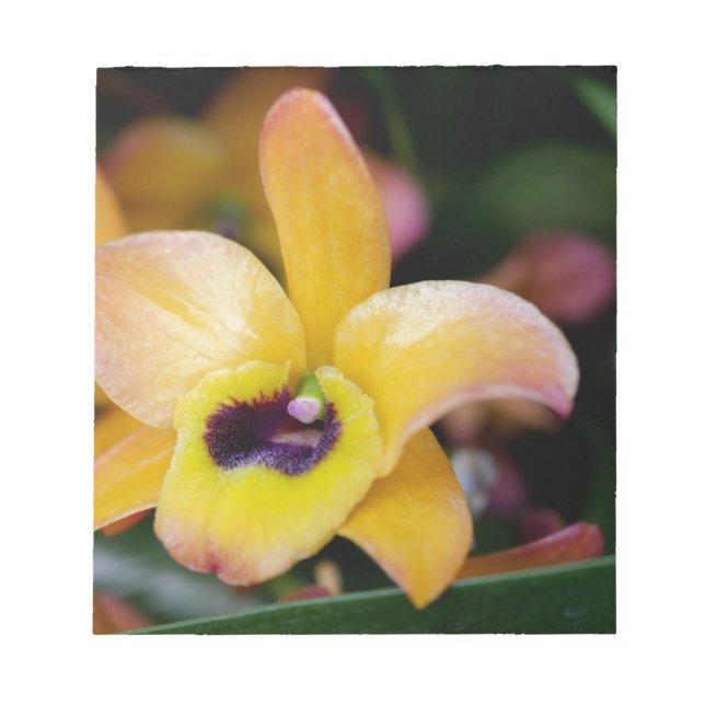 Sunset Orchid Anteckningsblock (Framsida)