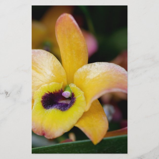 Sunset Orchid Brevpapper (Framsida)