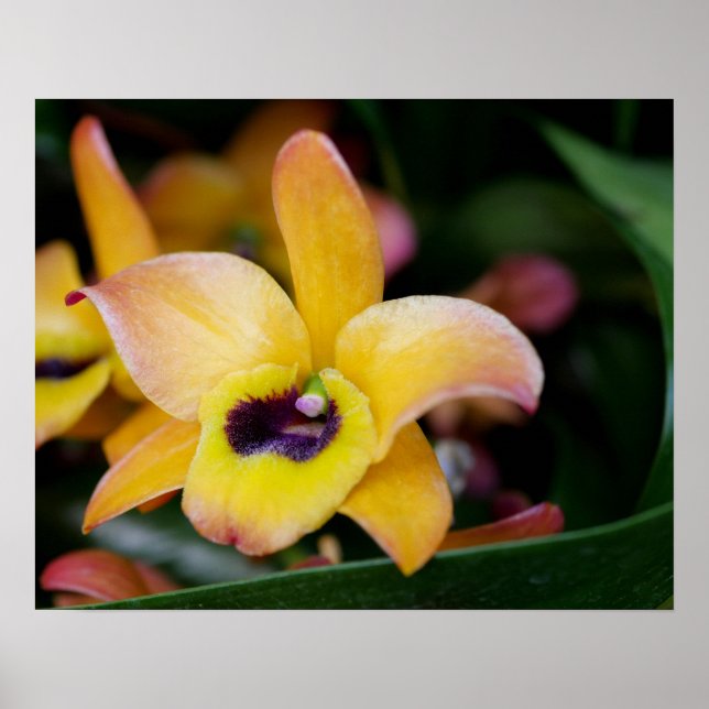 Sunset Orchid Poster (Framsidan)