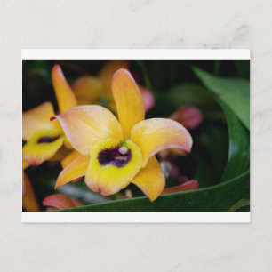 Sunset Orchid Vykort