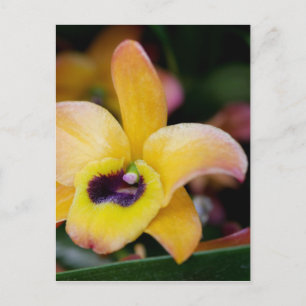 Sunset Orchid Vykort