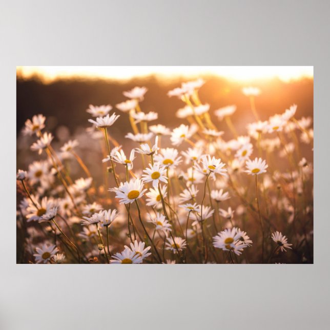 Sunset Oxeye-Daisy Poster (Framsidan)
