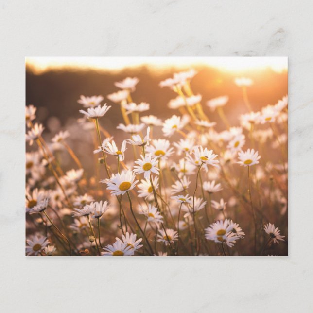Sunset Oxeye-Daisy Vykort (Framsida)