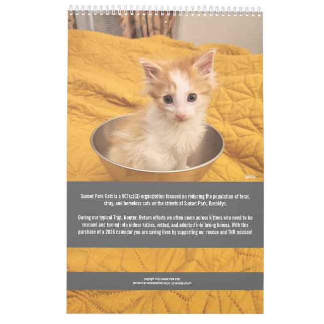 Sunset Park Katter | 2026 Kalender | Kattungar (Baksida)