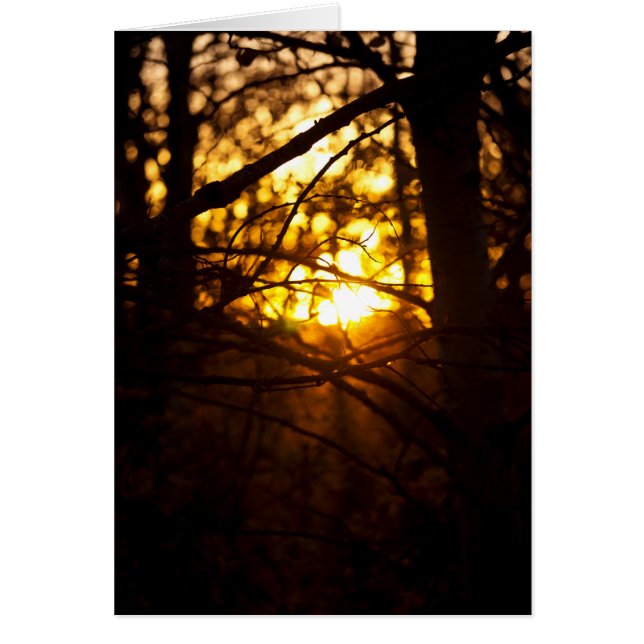 Sunset Poplars Hälsningskort (Framsidan)