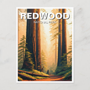 Sunset Redwood National Park Souvenir Vykort