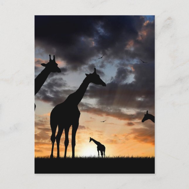 sunset safari vild animal giraffe silhouette vykort (Framsida)