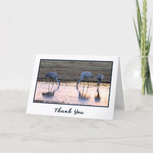 Sunset Sandhill Cranes Photo Tackto You Cards Tack Kort