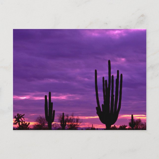 Sunset, Scottsdale, Arizona Vykort (Framsida)