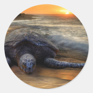 Sunset Sea Turtle Sticker Runt Klistermärke