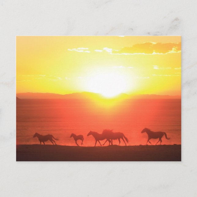 Sunset Springa Vykort (Framsida)