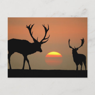 Sunset Stags Vykort