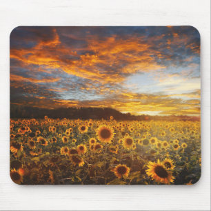 Sunset SunblommorField Musmatta