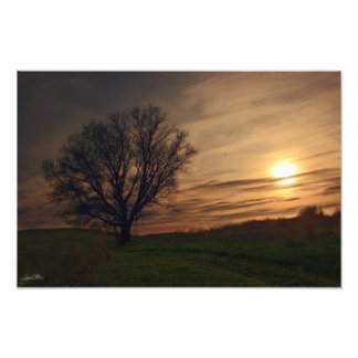Sunset Träd Fototryck