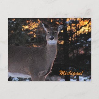 Sunset Whitetail Vykort