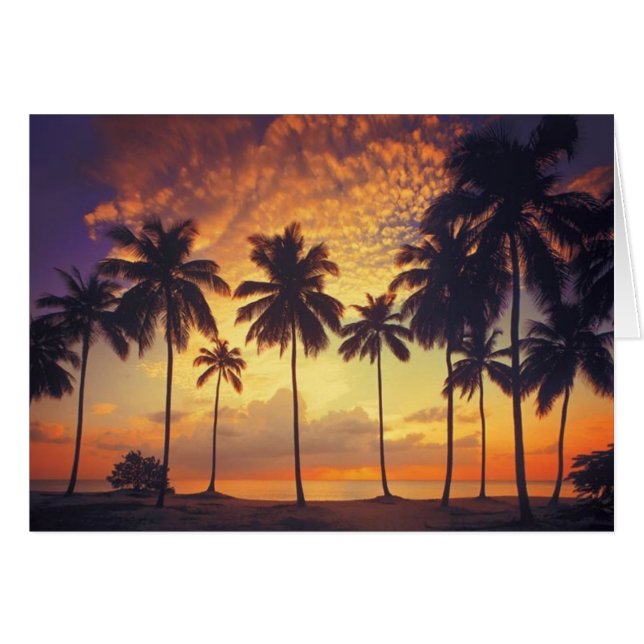 Sunsetpalm Hälsningskort (Framsidan Horizontal)