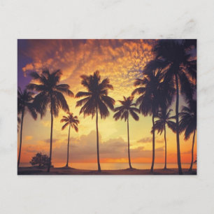 Sunsetpalm Vykort