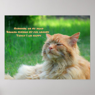 Sunshine Breeze Lycklig Cat Haiku Poster
