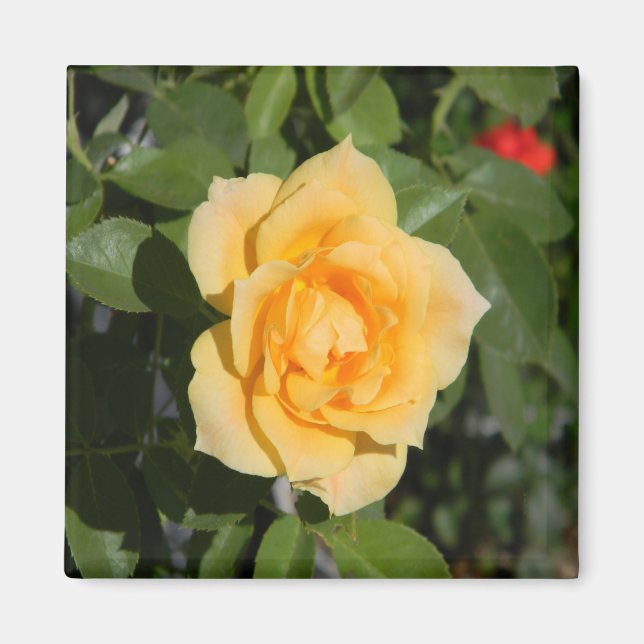 Sunshine Delight... Magnet (Framsidan)