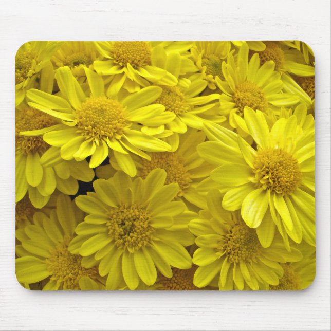 Sunshine Gult Chrysanthemums Musmatta (Framsidan)