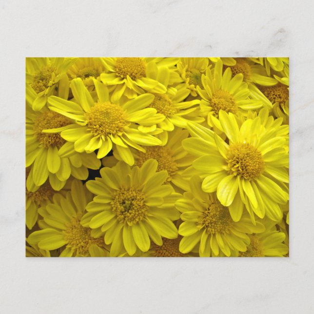 Sunshine Gult Chrysanthemums Vykort (Framsida)
